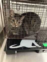 Shelter Stray Unknown Cat last seen Near Sapphire Road NW, City of Knoxville ASO, TN, 3201 Division St, Knoxville, TN 37919, USA