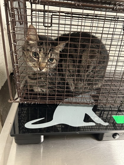 Shelter Stray Unknown Cat last seen Near Sapphire Road NW, City of Knoxville ASO, TN, 3201 Division St, Knoxville, TN 37919, USA