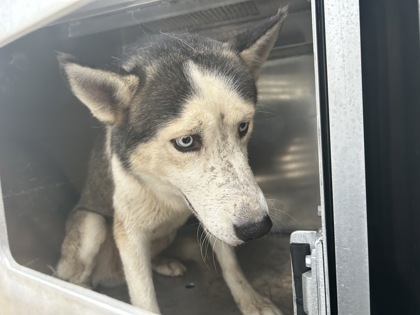 Shelter Stray Male Dog last seen , , TX, 355 Hillshire Dr, Haslet, TX 76052, USA