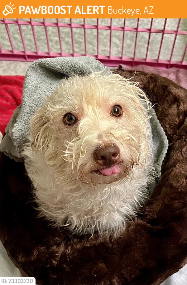 Found/Stray Male Dog last seen Sunrise Land and Verrado Way, Buckeye, AZ 85396
