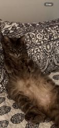 Reunited Female Cat last seen Vine, West Covina, CA 91791