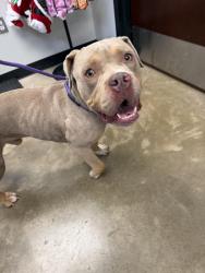 Reunited Male Dog last seen Near N College, Warr Acres, OK 73122
