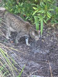 Found/Stray Unknown Cat last seen Millenia blvd, Orlando, FL 32839
