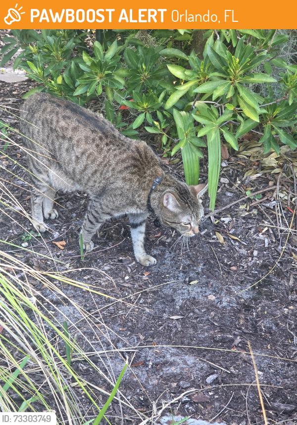 Found/Stray Unknown Cat last seen Millenia blvd, Orlando, FL 32839