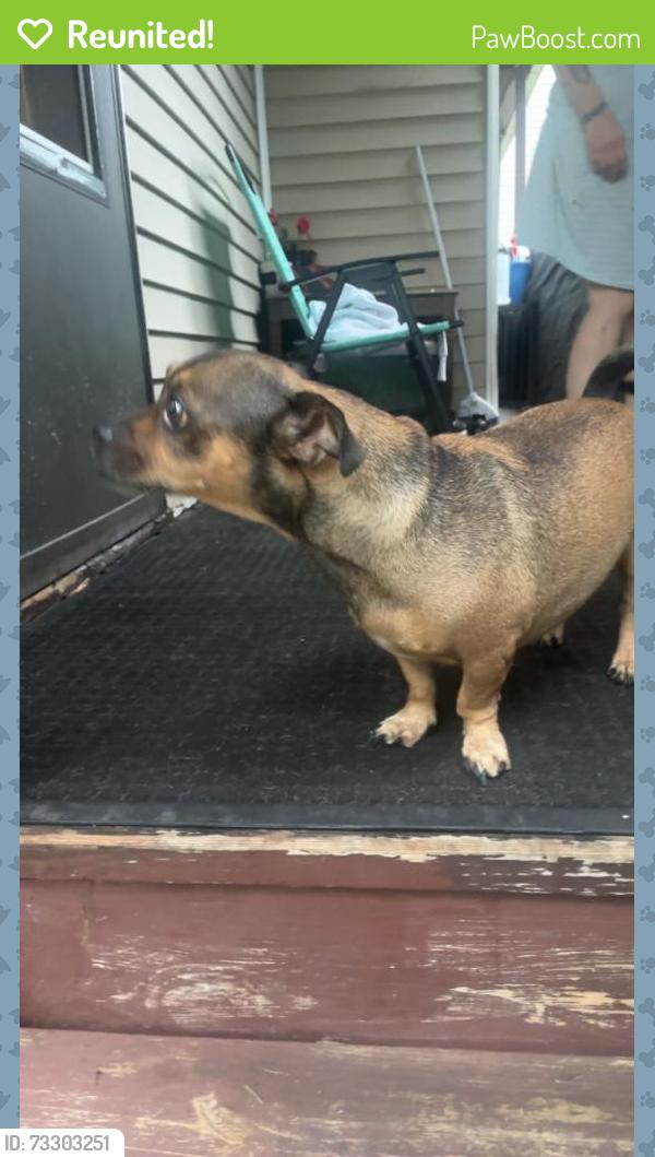Reunited Female Dog last seen 17th Street Altoona pa, Altoona, PA 16602
