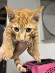 Found/Stray Unknown Cat last seen Port St. Lucie, Port St. Lucie, FL 34986