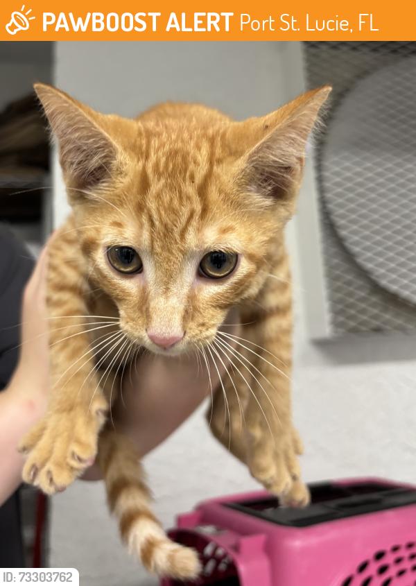 Found/Stray Unknown Cat last seen Port St. Lucie, Port St. Lucie, FL 34986