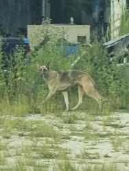 Found/Stray Unknown Dog last seen Breeden rd., Lacoochee, FL 33523