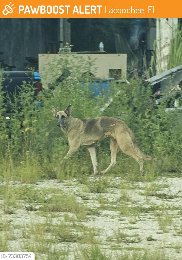 Found/Stray Unknown Dog last seen Breeden rd., Lacoochee, FL 33523