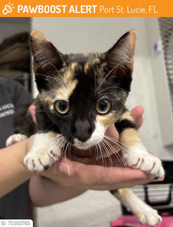 Found/Stray Unknown Cat last seen Port St. Lucie, Port St. Lucie, FL 34986