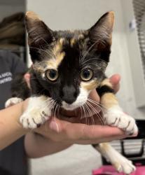 Found/Stray Unknown Cat last seen Port St. Lucie, Port St. Lucie, FL 34986