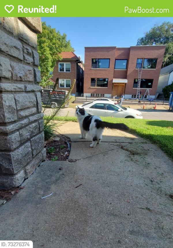 Reunited Unknown Cat last seen Morgannford and connecticut, St. Louis, MO 63139