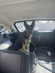 Found/Stray Female Dog last seen Fresno st and Bullard, Fresno, CA 93710