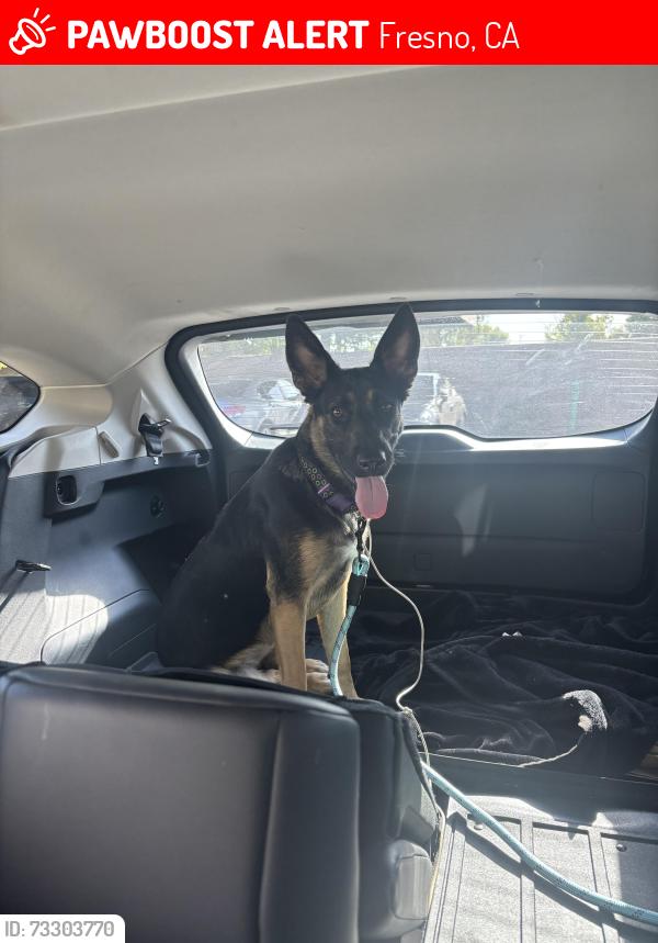 Found/Stray Female Dog last seen Fresno st and Bullard, Fresno, CA 93710