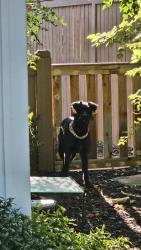 Reunited Female Dog last seen Valley View and Wander Lane, Holladay, UT 84117