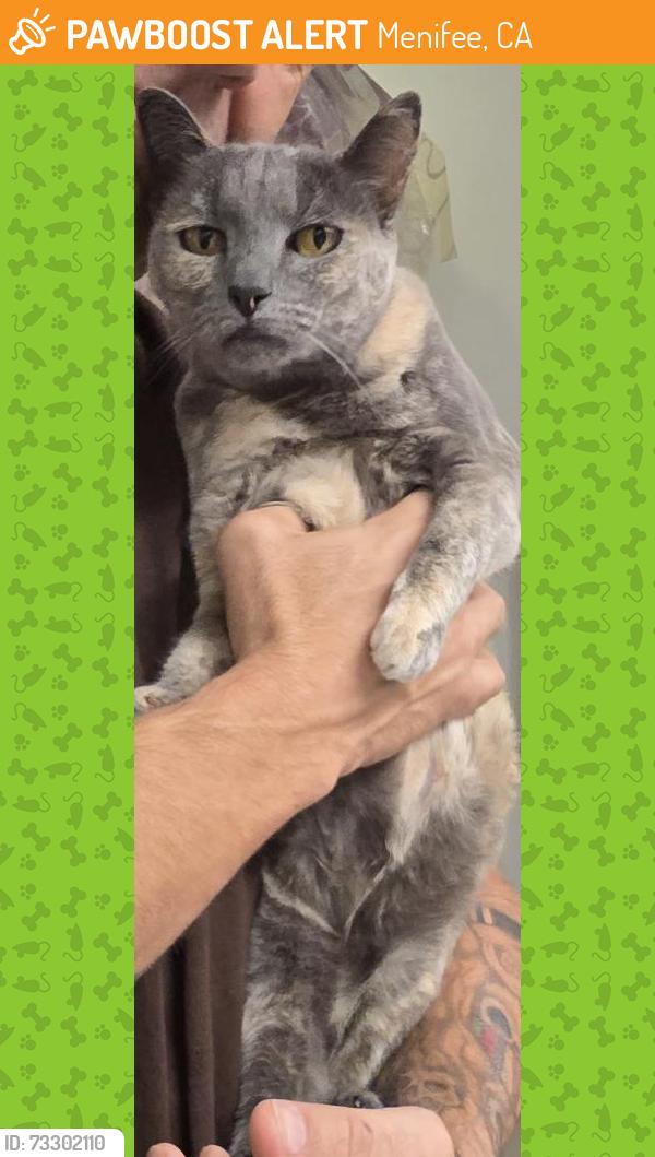 Found/Stray Female Cat last seen The Saguaro Hotel, Menifee, CA 92584