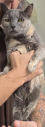 Found/Stray Female Cat last seen The Saguaro Hotel, Menifee, CA 92584