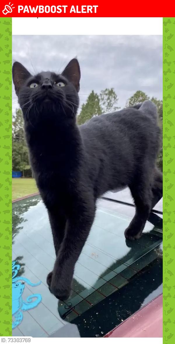 Lost Male Cat last seen South Loop Rd & South Blue Angel, Escambia County, FL 32507