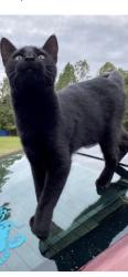 Lost Male Cat last seen South Loop Rd & South Blue Angel, Escambia County, FL 32507