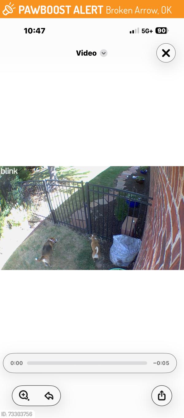 Found/Stray Unknown Dog last seen 111th and Aspen, Broken Arrow, OK 74011