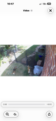 Found/Stray Unknown Dog last seen 111th and Aspen, Broken Arrow, OK 74011