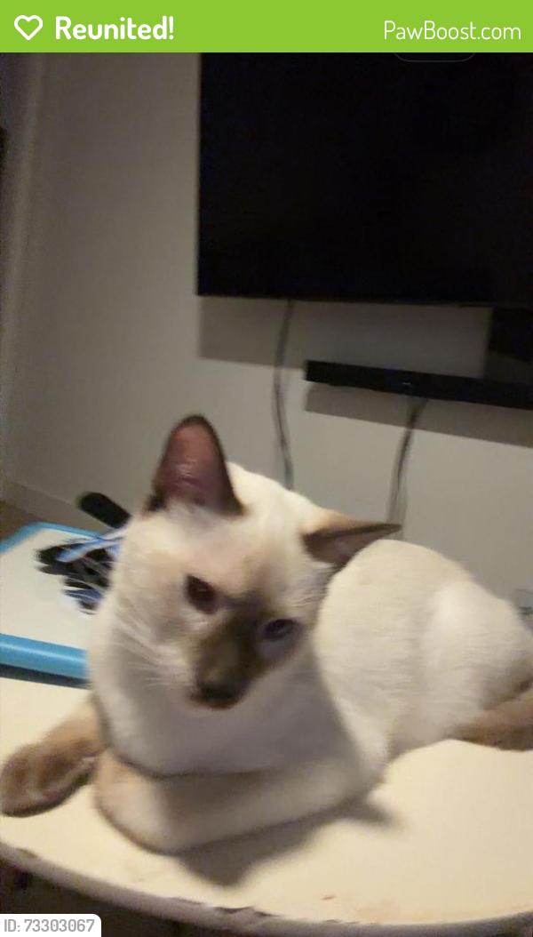 Reunited Male Cat last seen Calle Jazmin, Thousand Oaks, CA 91360