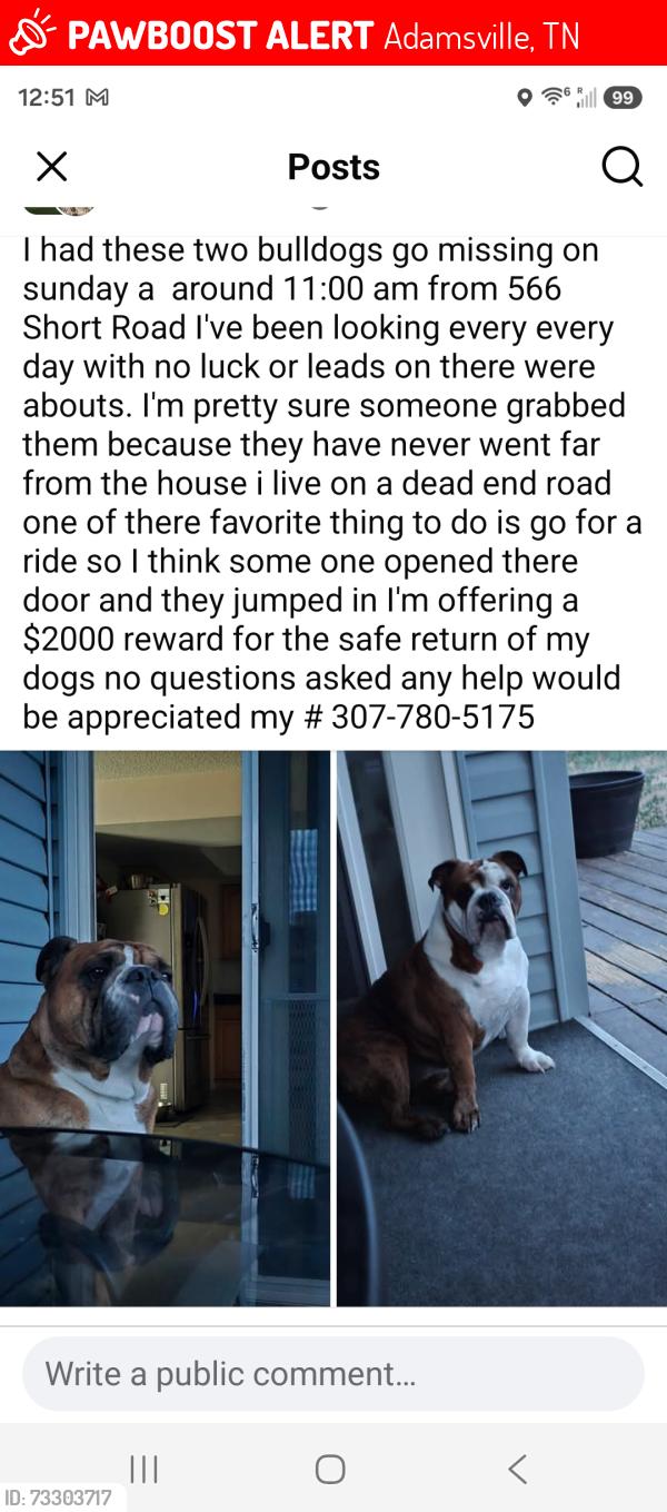 Lost Male Dog last seen Harris road and walker loop, Adamsville, TN 38310