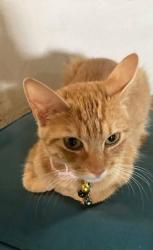Reunited Female Cat last seen Pasteur Ave/ Midland, Overland, MO 63114