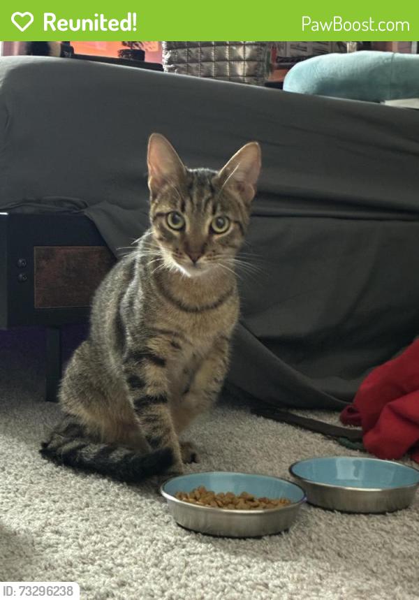 Reunited Unknown Cat last seen Jefferson High School, Tampa, FL 33616
