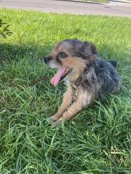 Found/Stray Male Dog last seen hse just behind One Minute Foods on 66th street, Edmonton, AB T5C 0C6