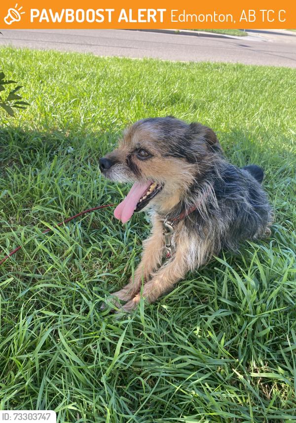 Found/Stray Male Dog last seen hse just behind One Minute Foods on 66th street, Edmonton, AB T5C 0C6