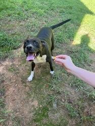 Reunited Female Dog last seen Baker road/Estuary Ridge, Acworth, GA 30101