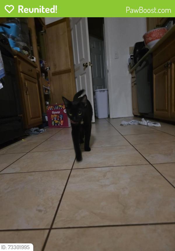 Reunited Male Cat last seen Orange and Wlaker, Cypress, CA 90630