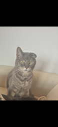Reunited Male Cat last seen Marble Hill Ln, Catharpin, VA 20143