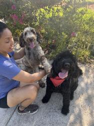 Found/Stray Female Dog last seen Newton and Navilla, Covina, CA 91723