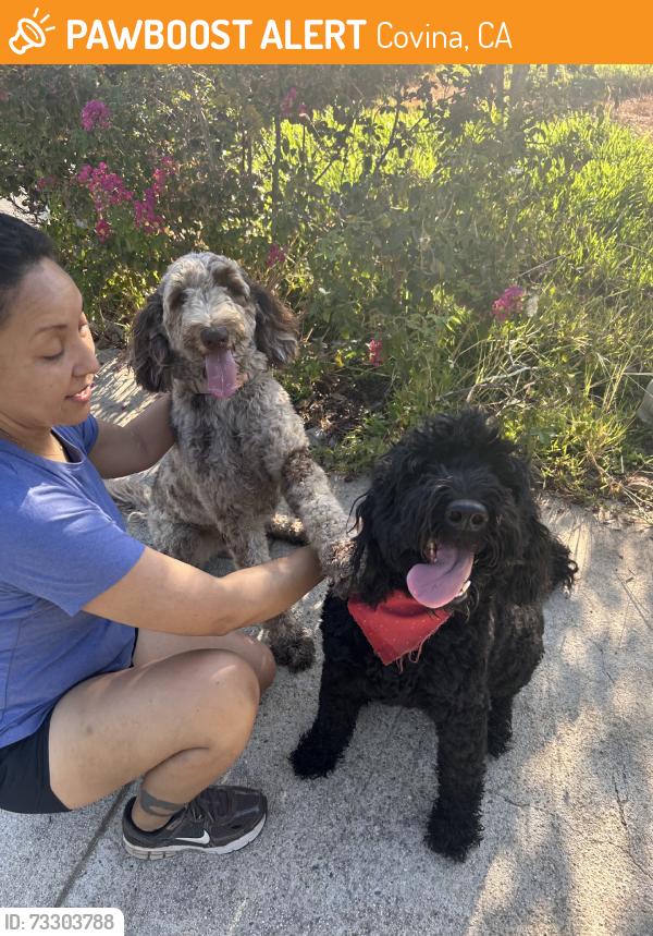 Found/Stray Female Dog last seen Newton and Navilla, Covina, CA 91723