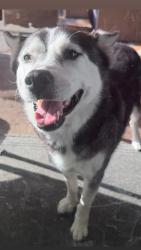 Reunited Female Dog last seen Camino Prado - Villages of Escaya, Chula Vista, CA 91913