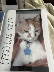 Lost Male Cat last seen Near Ontario Palmbay, Palm Bay, FL 32907