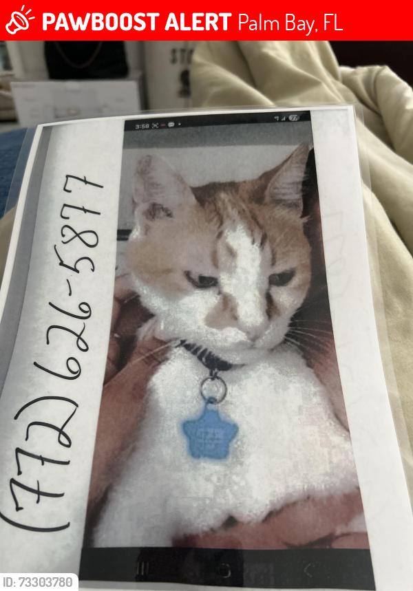 Lost Male Cat last seen Near Ontario Palmbay, Palm Bay, FL 32907