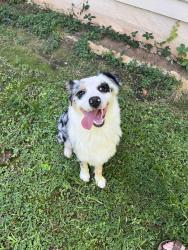 Reunited Male Dog last seen Baker road/Estuary Ridge, Acworth, GA 30101