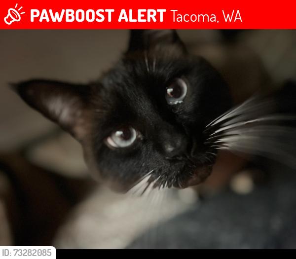 Lost Male Cat last seen Orchard Street & South 56th st, Tacoma, WA 98467
