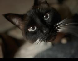 Lost Male Cat last seen Orchard Street & South 56th st, Tacoma, WA 98467