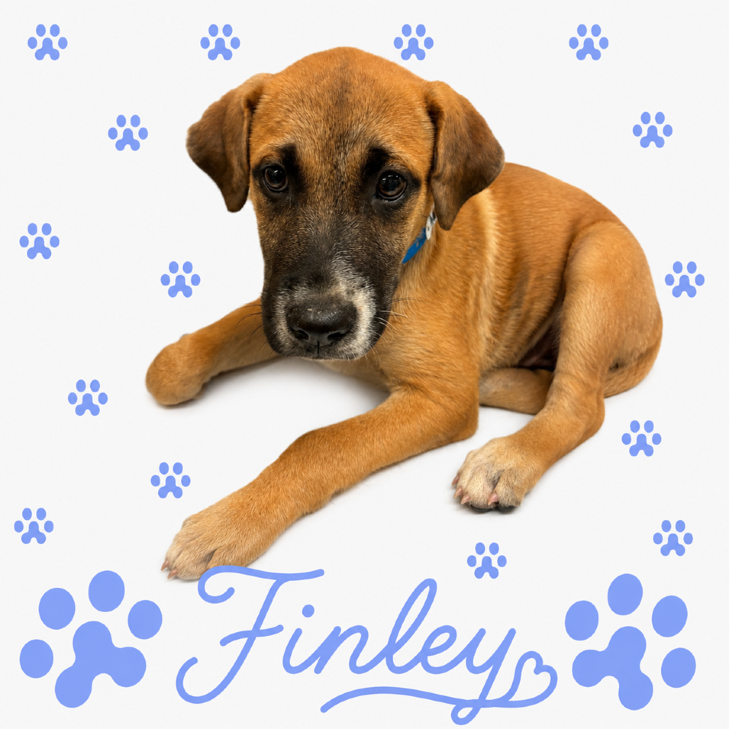 Shelter Stray Male Dog last seen , 2350 Appling City Cove, Memphis, TN 38133, USA