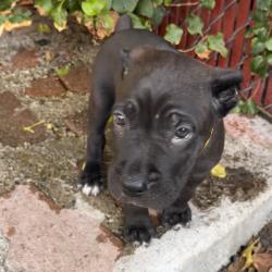 Shelter Stray Male Dog last seen , 3612 11th Ave, Los Angeles, CA 90018, USA