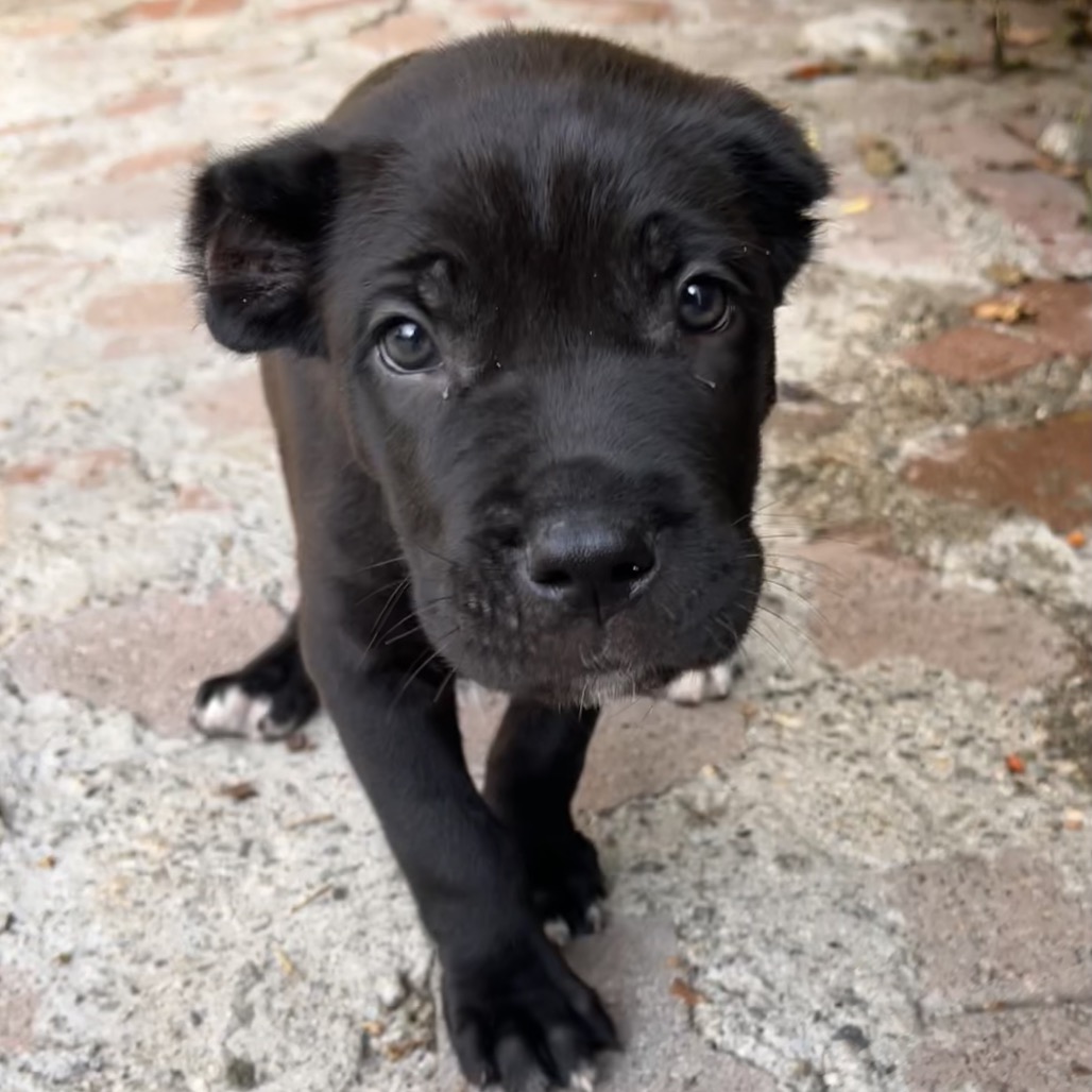 Shelter Stray Male Dog last seen , 3612 11th Ave, Los Angeles, CA 90018, USA