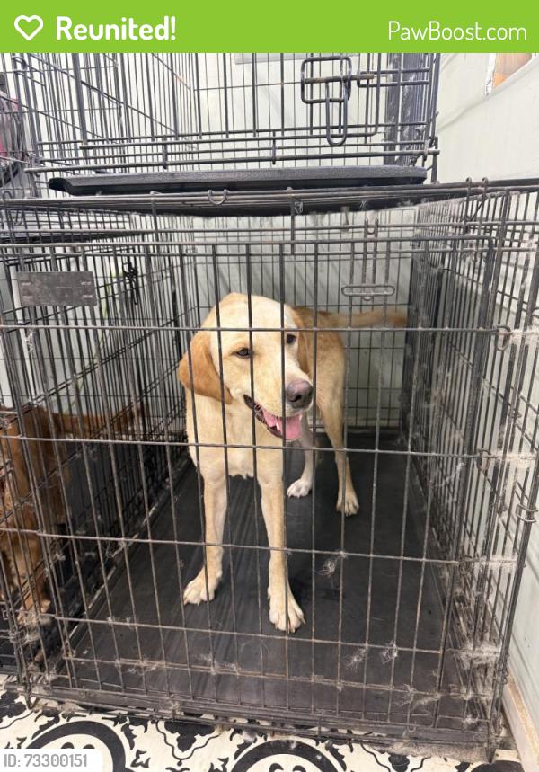 Reunited Female Dog last seen Gus Hill Rd, North Carolina 27012, USA, Davidson County, NC 27012