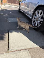 Found/Stray Unknown Cat last seen On the street just around peoples doors, Greater London, England IG6 2TP