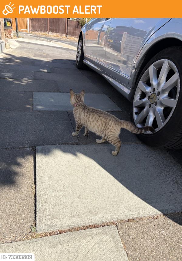 Found/Stray Unknown Cat last seen On the street just around peoples doors, Greater London, England IG6 2TP