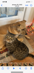 Lost Female Cat last seen Futch Creek Road and Market Street-17. Porters Neck, Porters Neck, NC 28411
