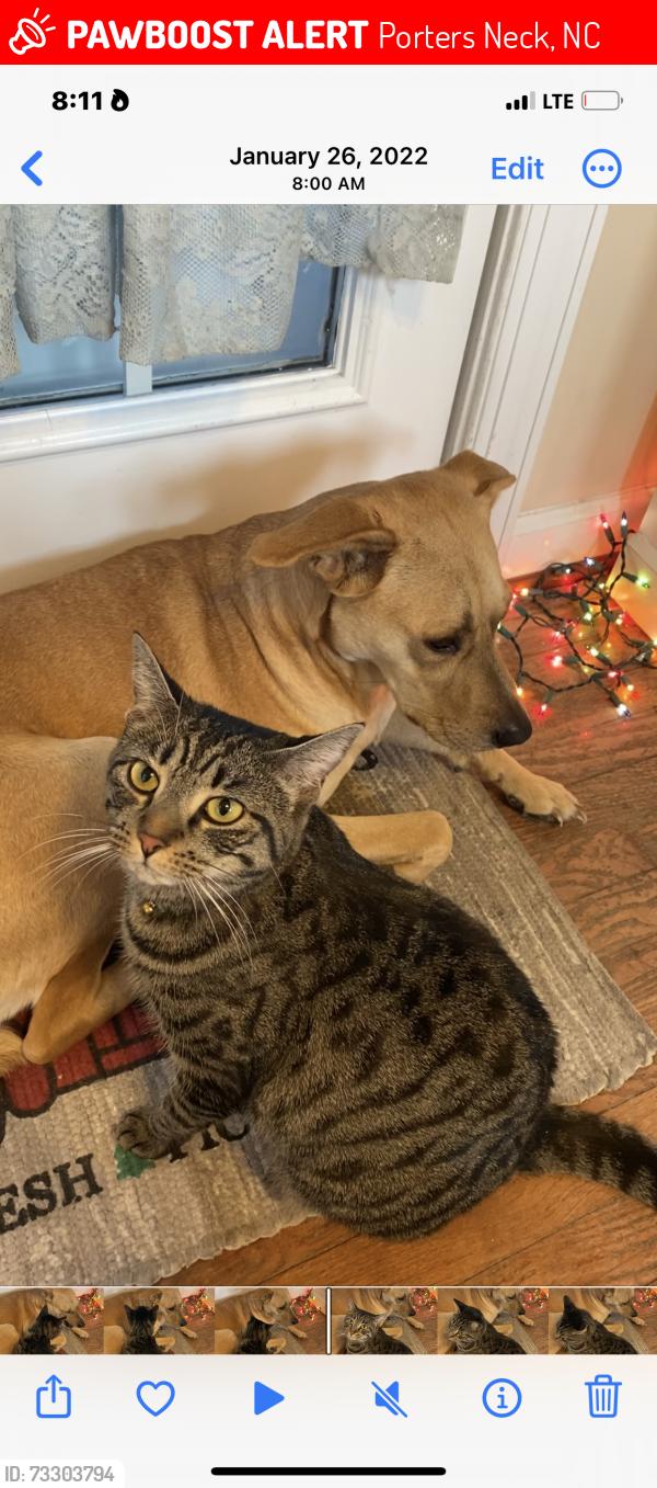 Lost Female Cat last seen Futch Creek Road and Market Street-17. Porters Neck, Porters Neck, NC 28411